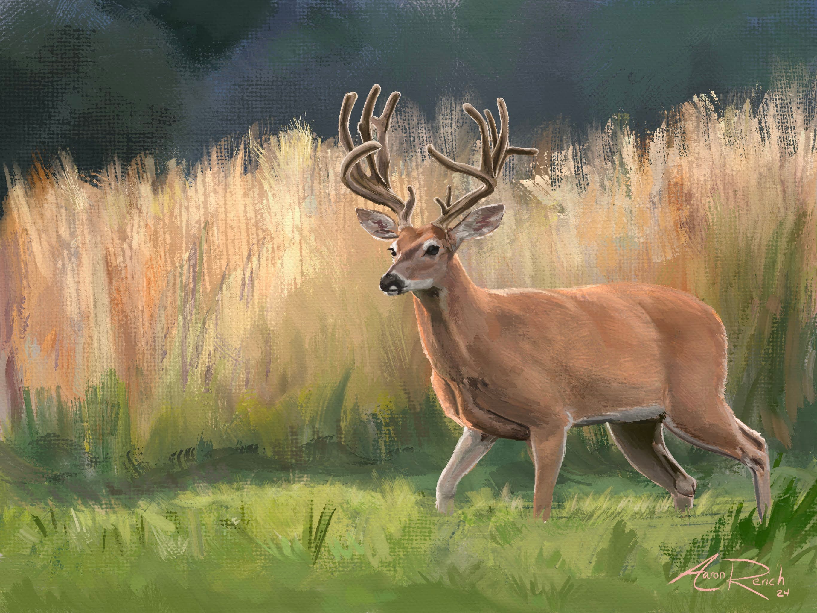 Summer Deer